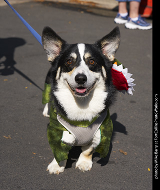 2019-09-28 Tour de Corgi (Audrey II)