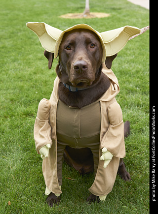 Tour de Corgi - Costume Contest - Yoda