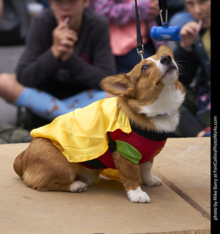 Tour de Corgi - Costume Contest - Robin