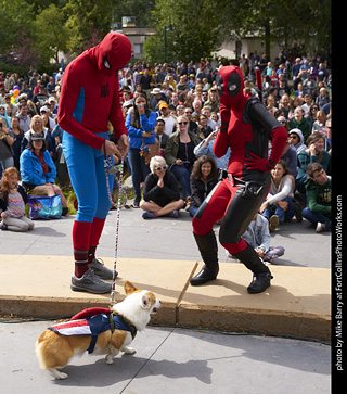 Tour de Corgi - Costume Contest - Captain America, Spiderman, Deadpool