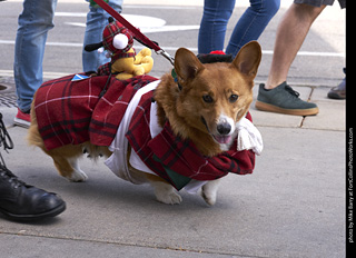 Tour de Corgi - Tour #2