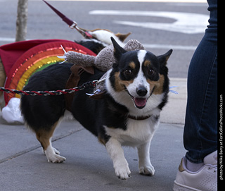 Tour de Corgi - Tour #2