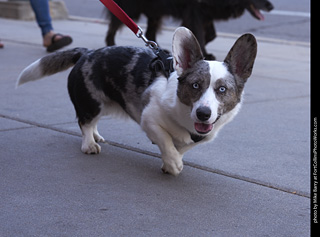 Tour de Corgi - Tour #2