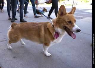 Tour de Corgi - Tour #2