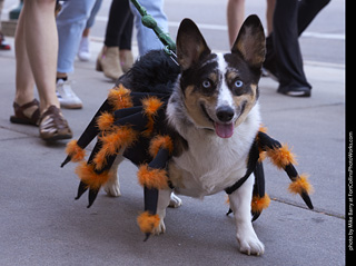 Tour de Corgi - Tour #3