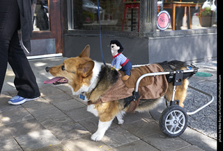 Tour de Corgi - Tour #3