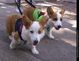 Tour de Corgi - Tour #3