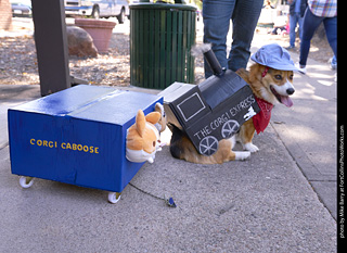 Tour de Corgi - Tour #3