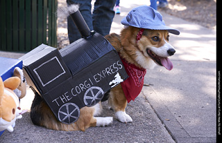Tour de Corgi - Tour #3