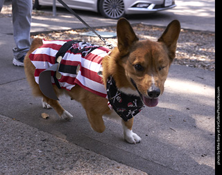 Tour de Corgi - Tour #3
