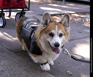 Tour de Corgi - Tour #3