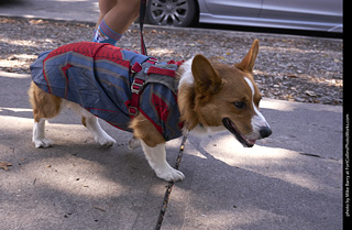 Tour de Corgi - Tour #3