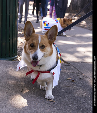 Tour de Corgi - Tour #3