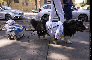 Tour de Corgi - Tour #3