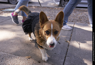 Tour de Corgi - Tour #3