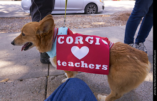 Tour de Corgi - Tour #3