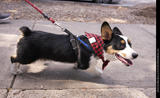 Tour de Corgi - Tour #3