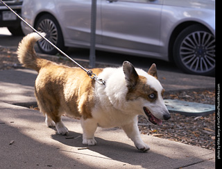 Tour de Corgi - Tour #3