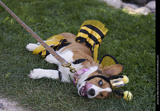 Tour de Corgi - Tour #3