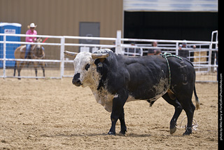 Never Summer Rodeo - Bull Riding
