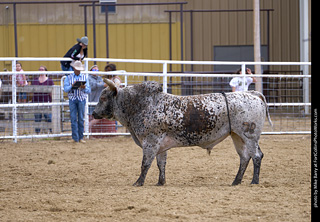 Never Summer Rodeo - Bull Riding
