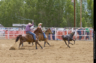 Never Summer Rodeo - Open Team Roping