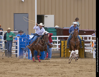 Never Summer Rodeo - Tie Down Roping