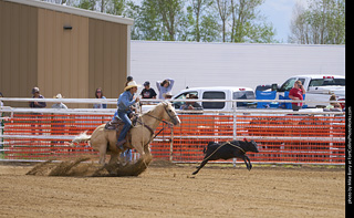 Never Summer Rodeo - Tie Down Roping