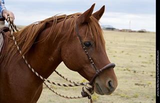 Diggs Cowboy Shoot