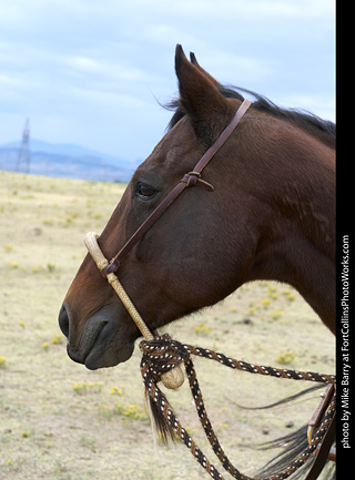 Diggs Cowboy Shoot