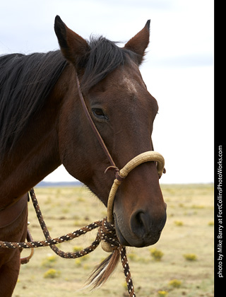 Diggs Cowboy Shoot