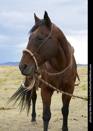 Diggs Cowboy Shoot