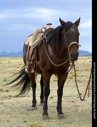 Diggs Cowboy Shoot