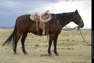 Diggs Cowboy Shoot