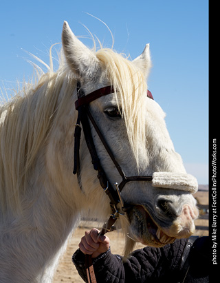 Order of Epona