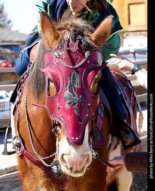 Order of Epona