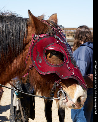 Order of Epona